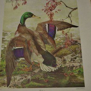 Rare Sallie E. Middleton "Mallard Duck" 1970 1st